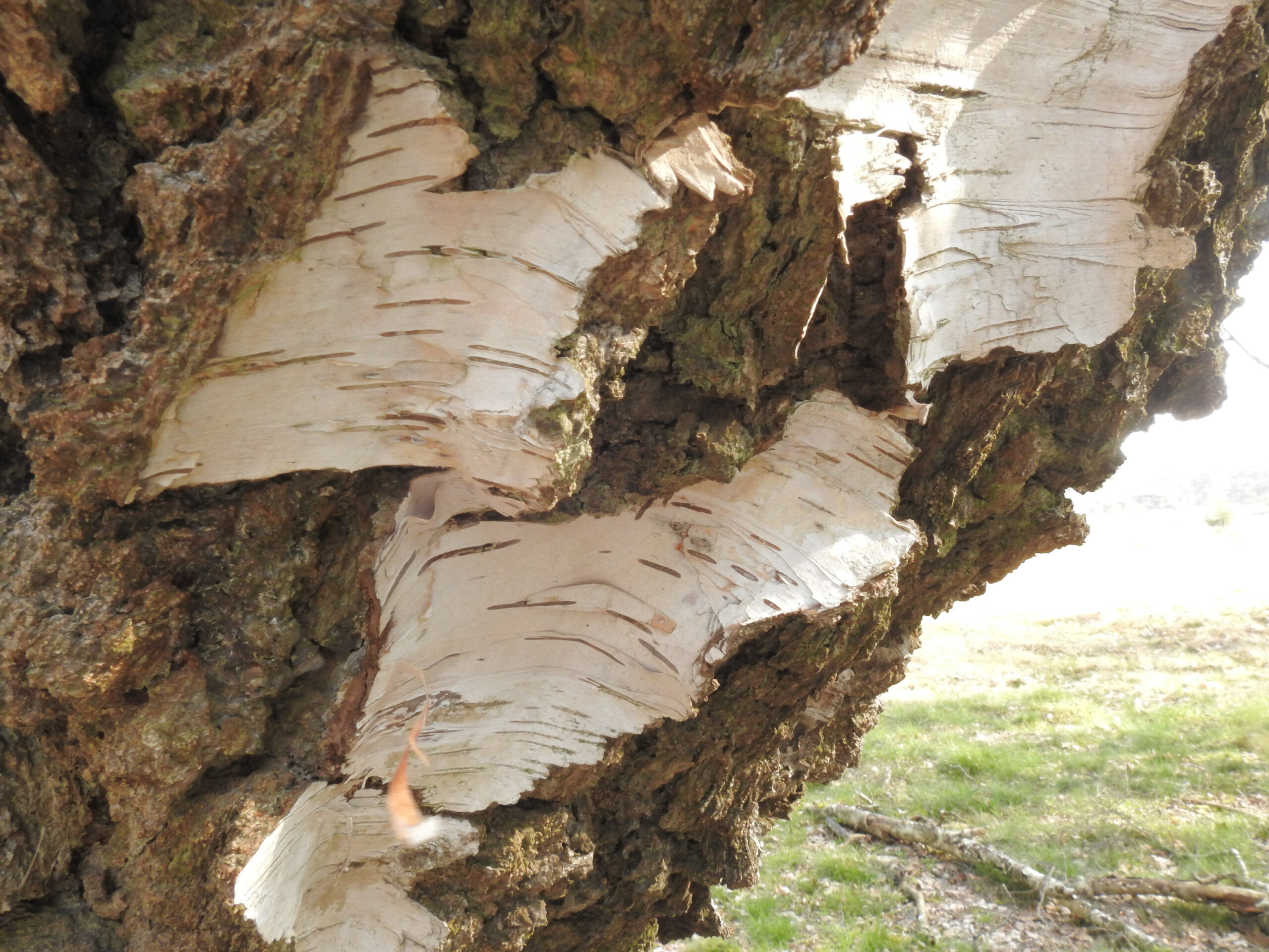 Schors van een berk die afbladdert, met gras op de achtergrond in zonlicht.