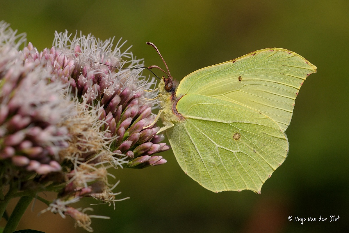 Gele vlinder op roze bloemen met groene achtergrond.