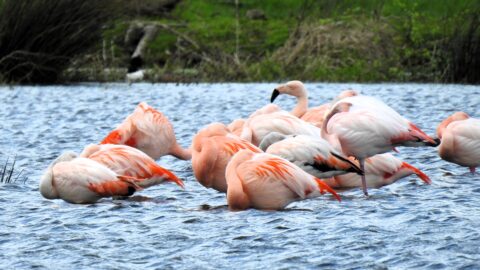 Groep roze flamingo's foerageert in ondiep water met groene vegetatie op de achtergrond.