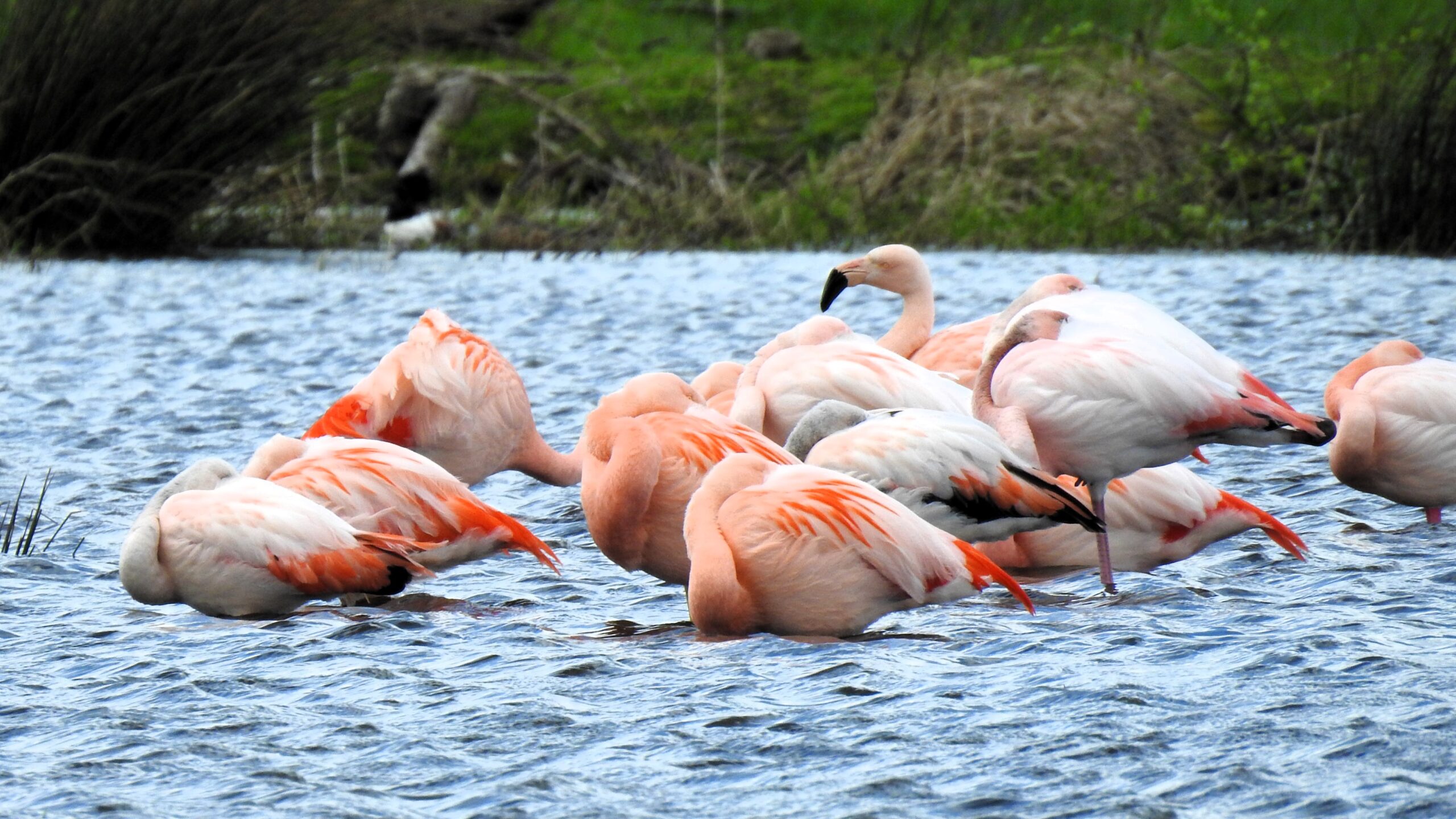 Groep roze flamingo's foerageert in ondiep water met groene vegetatie op de achtergrond.