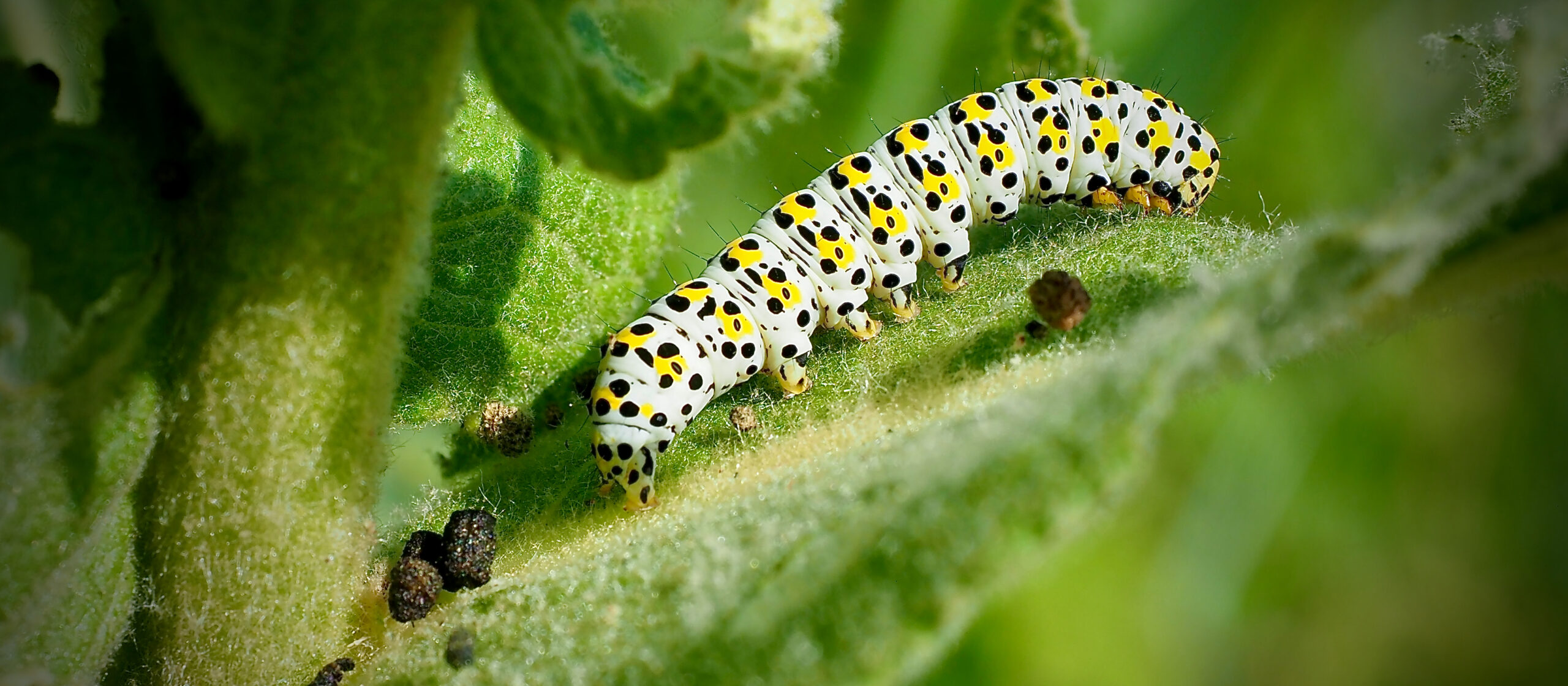 Rups met gele en zwarte stippen op een groene plantstengel.