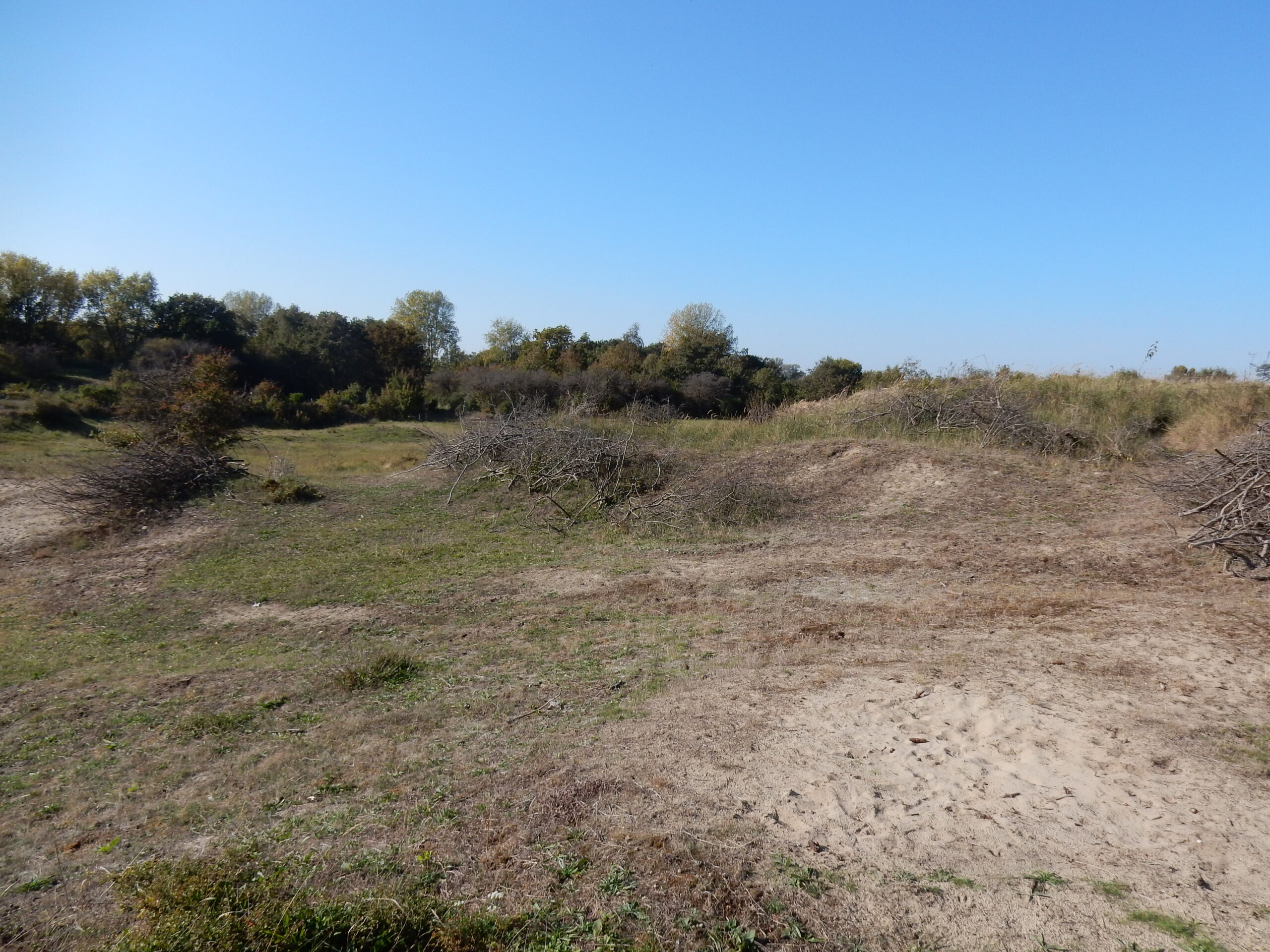 Zandduinen met gras en struiken onder een helderblauwe hemel. Bosrijke achtergrond.