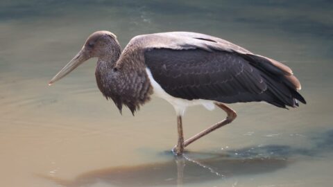 Ooievaar staat in ondiep water met opgetrokken poot, gefotografeerd vanuit zijaanzicht.