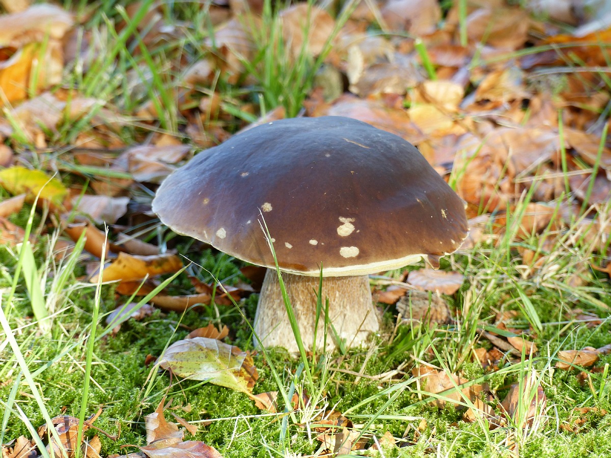 Eekhoorntjesbrood in groen gras en herfstbladeren.