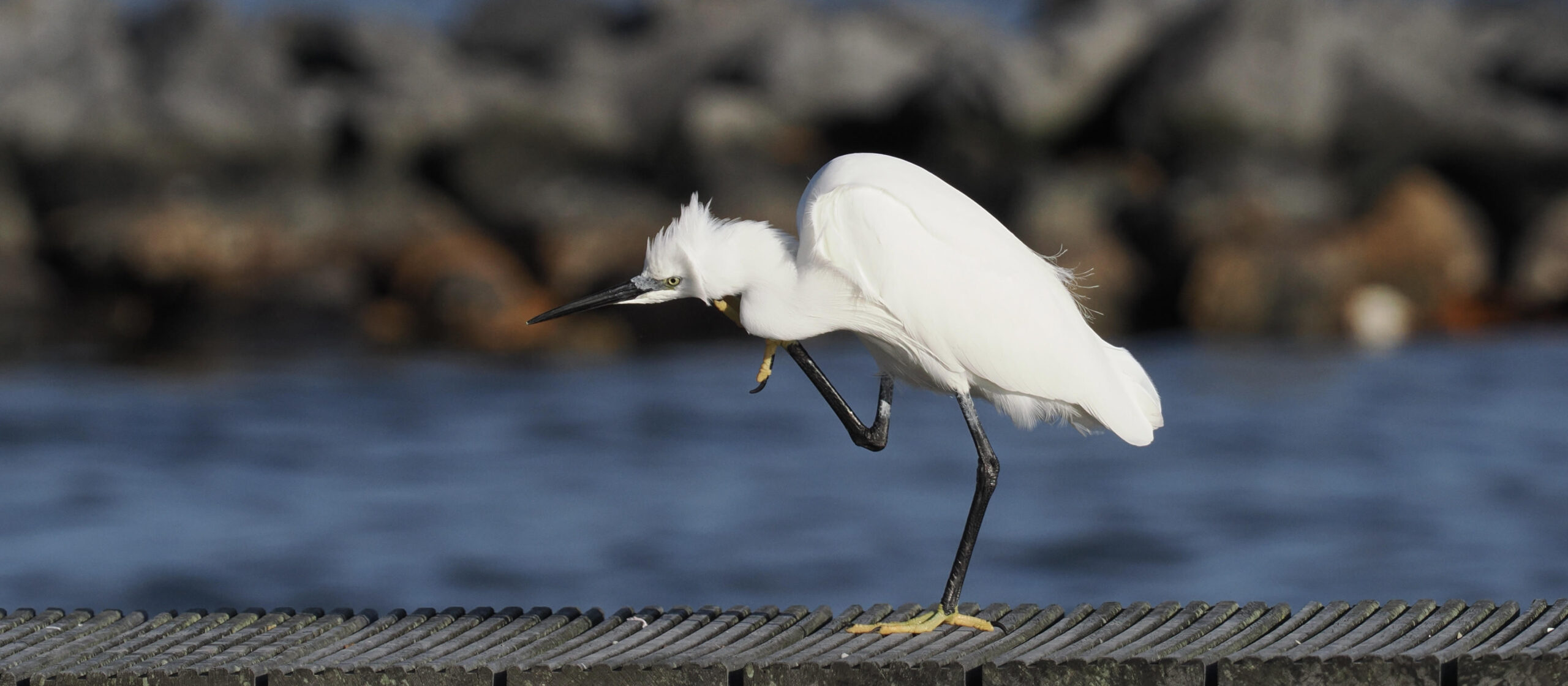 Een witte reiger krabt zichzelf op een pier met de zee op de achtergrond.