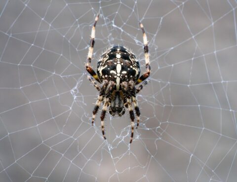 Grote spin met patroon zit in een web met delicate draden, tegen een grijze achtergrond.