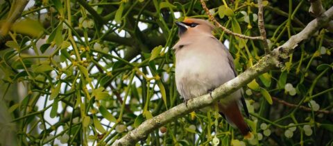 Een bruin-zwarte vogel zit op een tak te midden van groene bladeren en witte bessen.