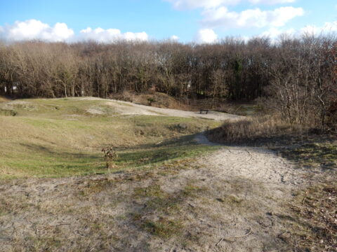 Zandige duinlandschap met gras, bomen en een pad met een bankje onder een blauwe lucht.