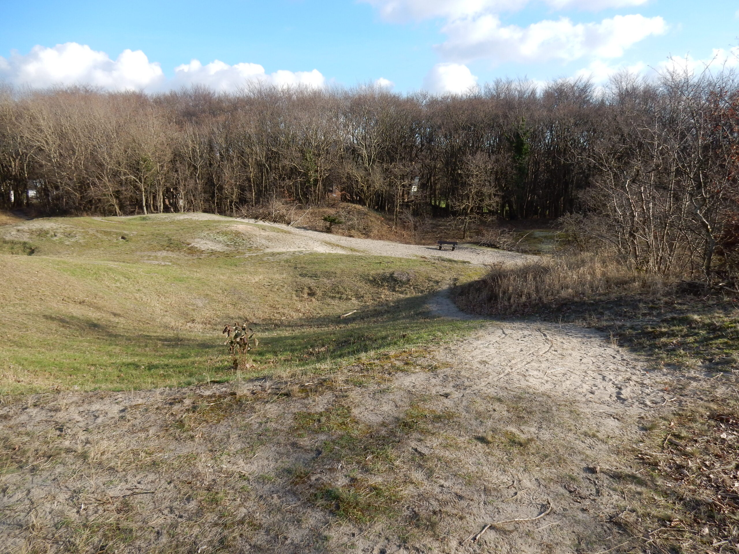 Zandige duinlandschap met gras, bomen en een pad met een bankje onder een blauwe lucht.