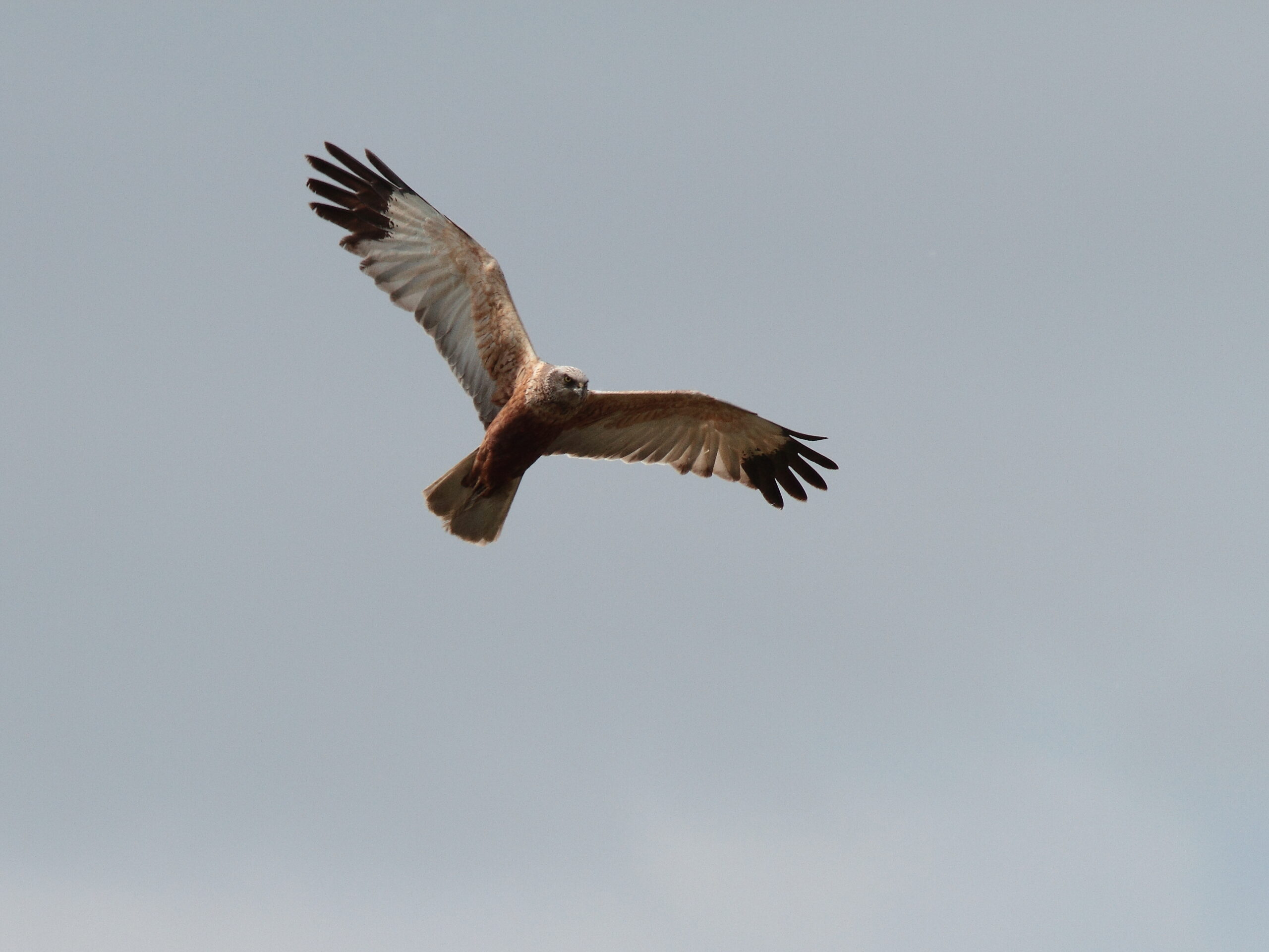Een bruine roofvogel vliegt met gespreide vleugels tegen een grijze lucht.