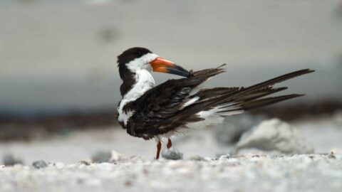Zwart-witte vogel met oranje snavel staat op kiezelstrand, kijkt zijwaarts.