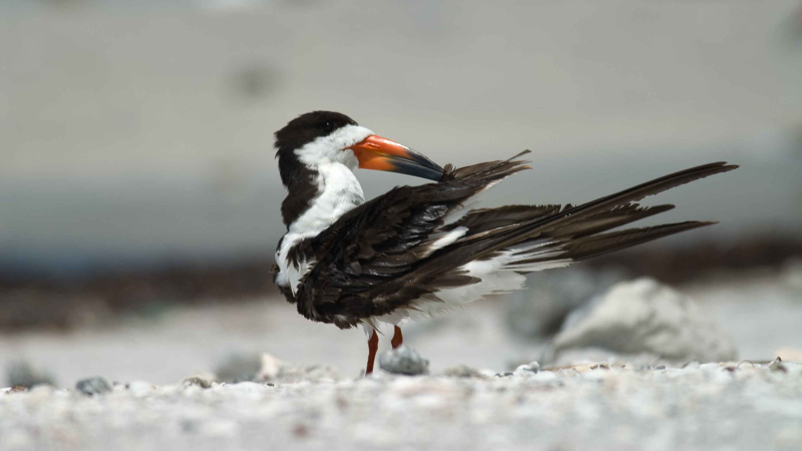 Zwart-witte vogel met oranje snavel staat op kiezelstrand, kijkt zijwaarts.