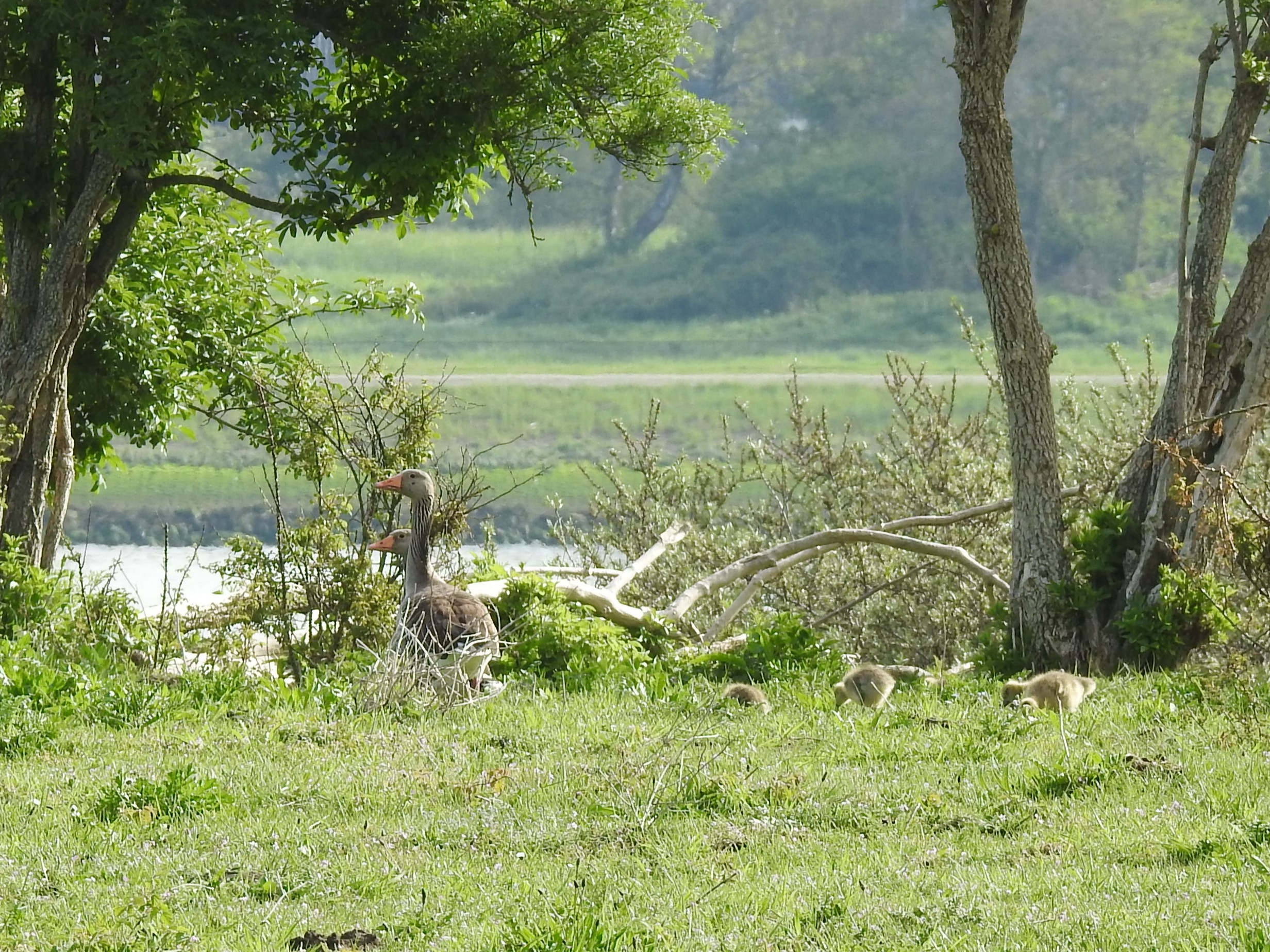 Een gans met kuikens op een grasveld, omgeven door bomen en struiken.
