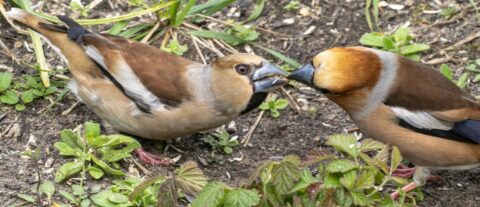 Twee vogels bepleisteren elkaar op de grond tussen groene planten.