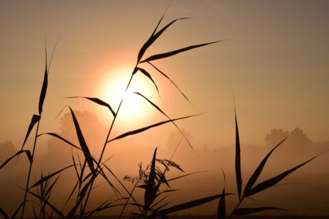 Riet silhouetten tegen een oranje zonsopgang, met mistige bomen op de achtergrond.