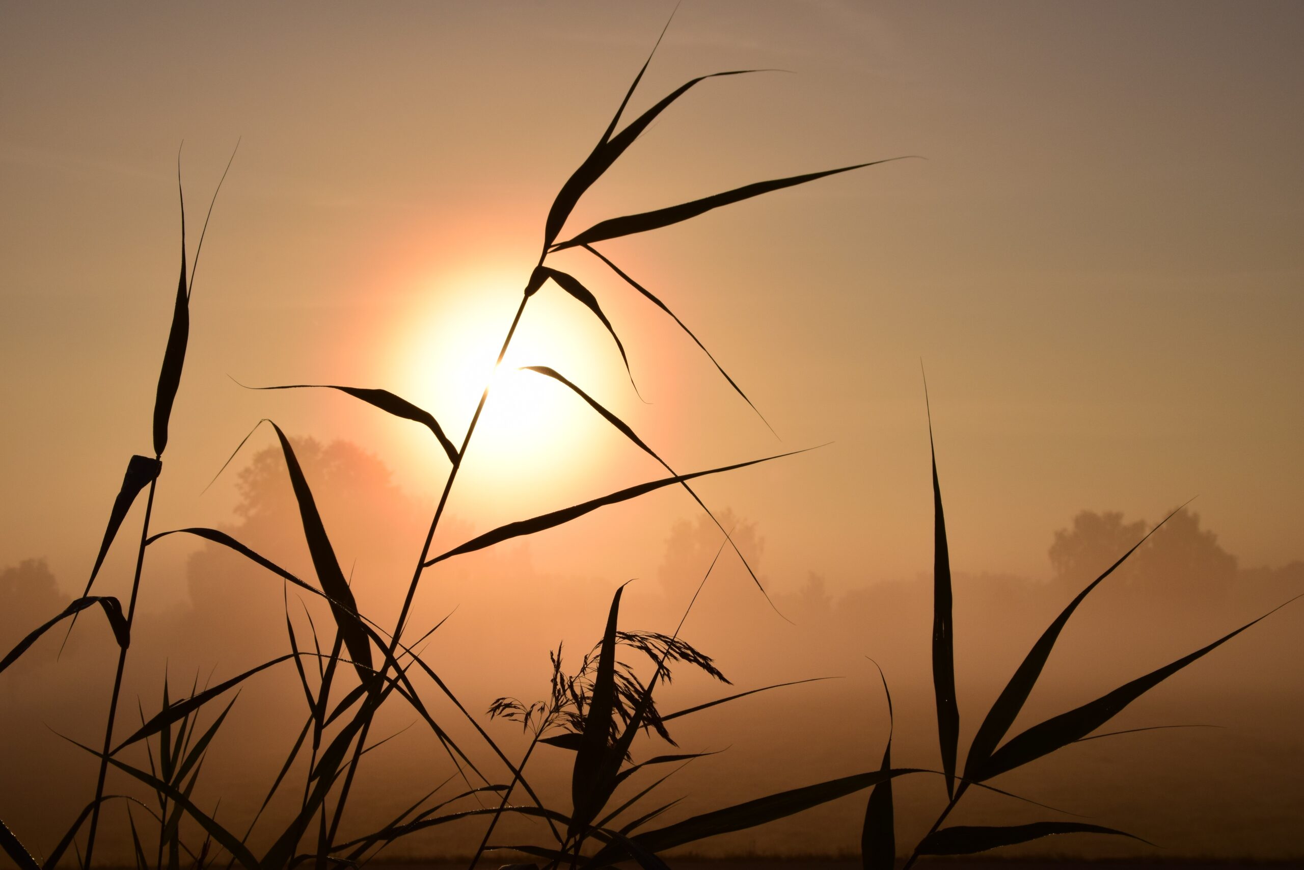 Riet silhouetten tegen een oranje zonsopgang, met mistige bomen op de achtergrond.