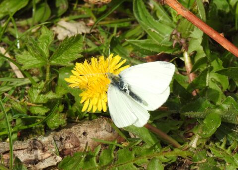 Witte vlinder op een gele paardebloem tussen groen gras en bladeren.