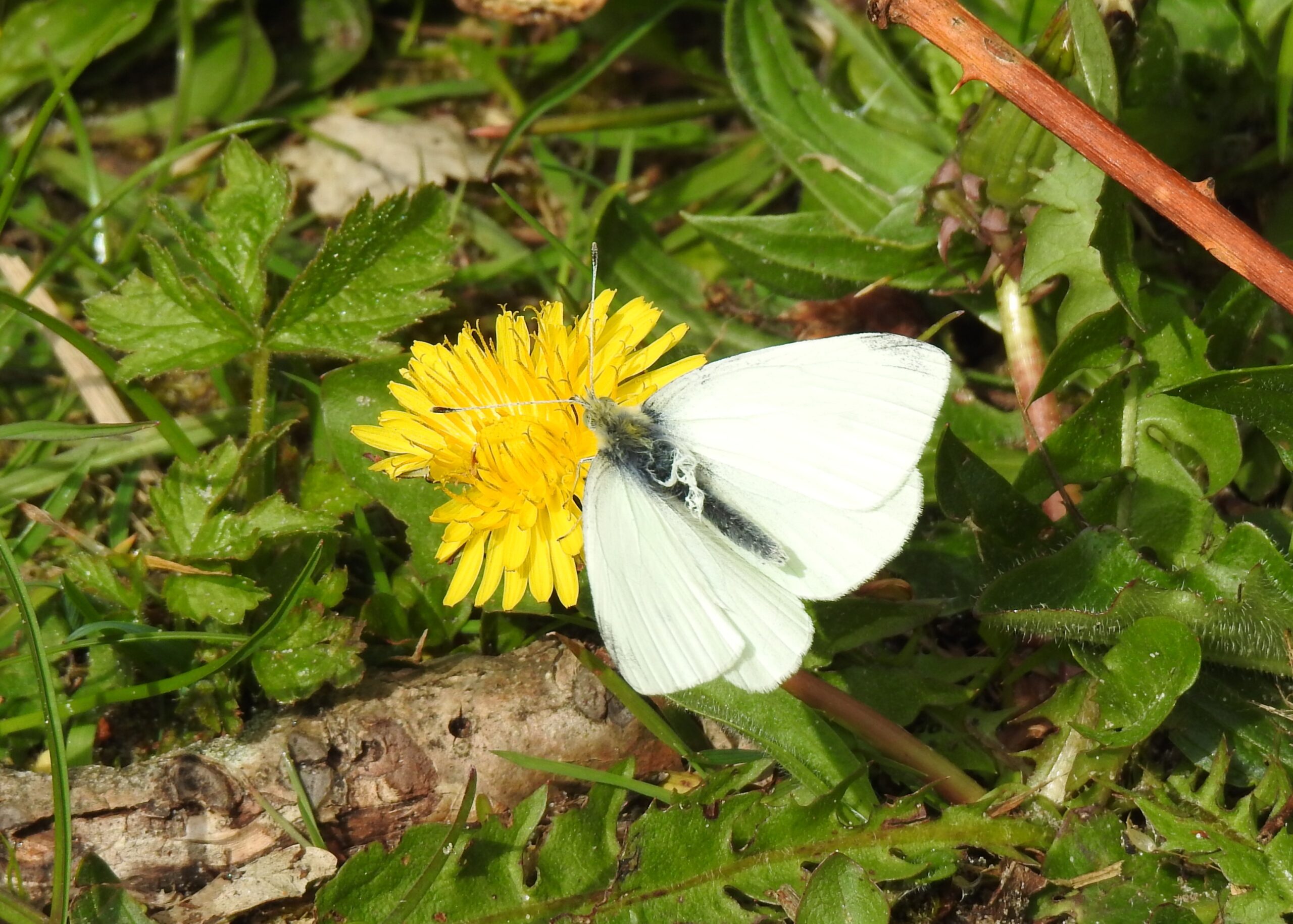 Witte vlinder op een gele paardebloem tussen groen gras en bladeren.