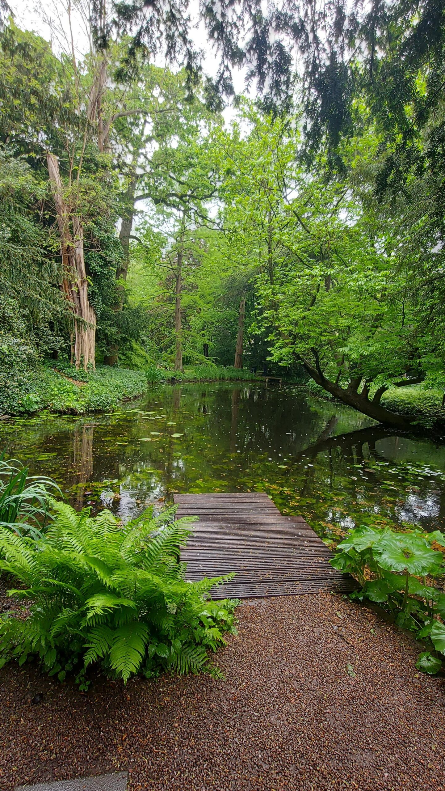 Een houten steiger leidt naar een rustige vijver, omgeven door weelderig groen en bomen.