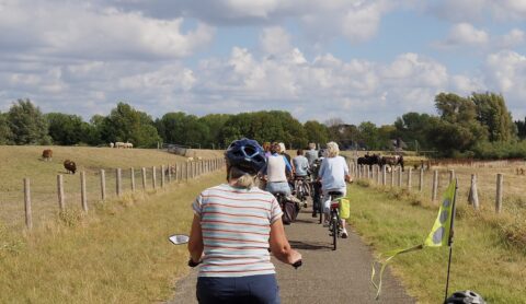 Een groep fietsers op een landelijk pad, met grazende koeien en schapen langs een omheind weiland.