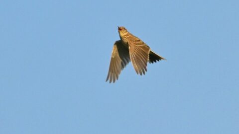 Vliegende vogel tegen een heldere blauwe lucht met gespreide vleugels.