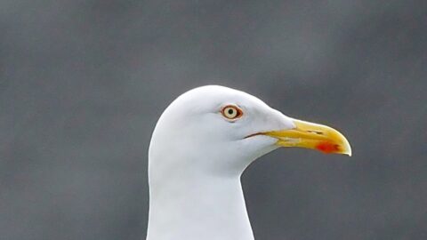Zijaanzicht van een meeuwekop met witte veren en een gele snavel tegen een grijze achtergrond.