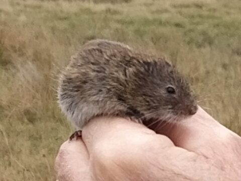 Kleine muis in een hand, buiten in een graslandschap.