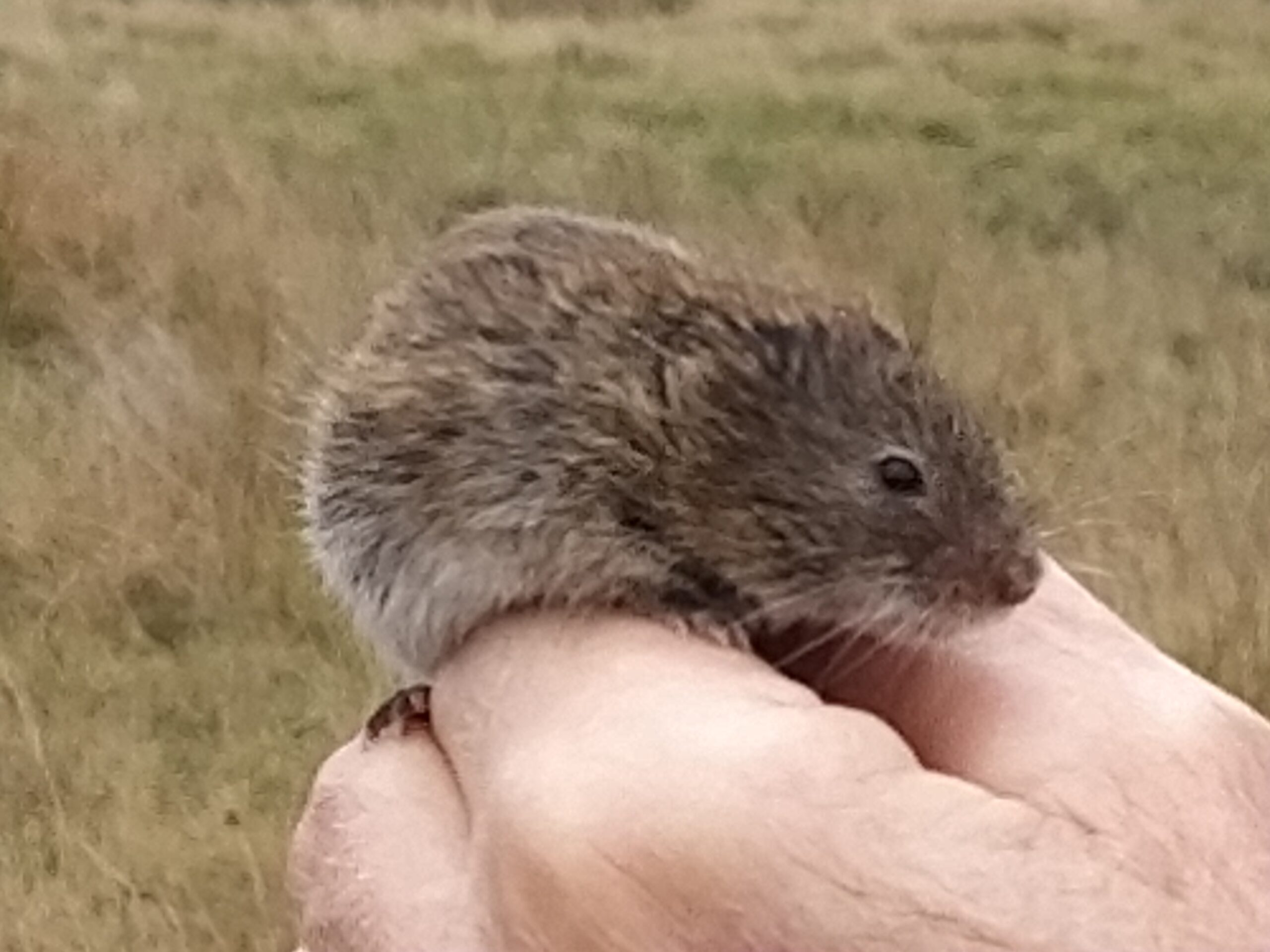Kleine muis in een hand, buiten in een graslandschap.