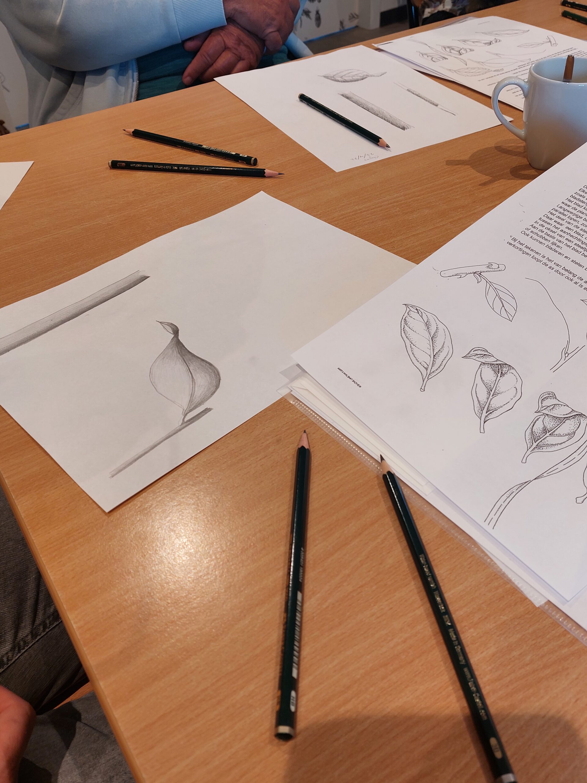 Tekenles met potloodtekeningen van bladeren op witte vellen, potloden en een mok op tafel.