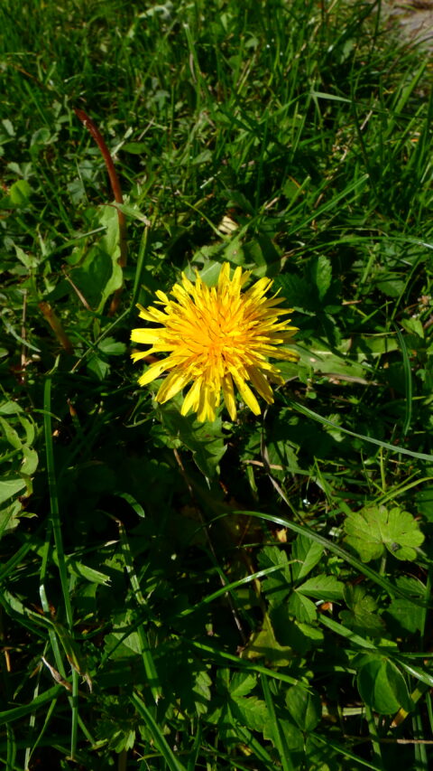 Gele paardenbloem in groen gras.