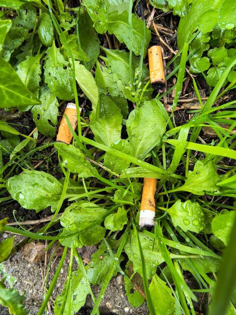 Peuken op natte groene bladeren.