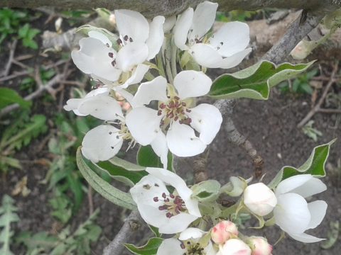 Wilde Plantentuinen