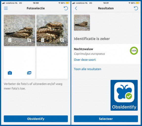 Obsidentify,nachtzwaluw