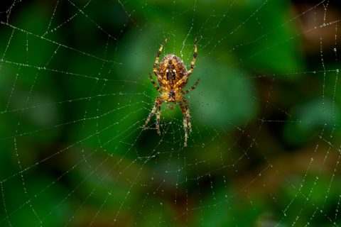 Blog #5