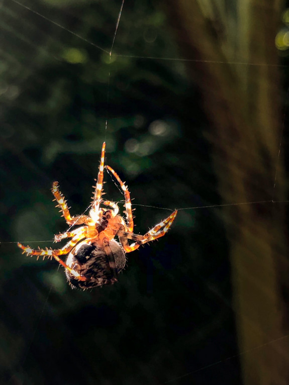 kruisspin,spinnenweb,herfst,Gerard Smeding