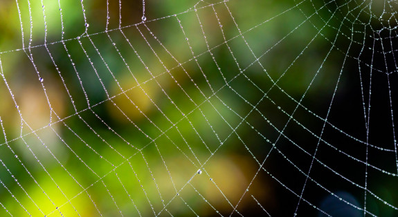 spinnenweb,kruisspin,herfst,Frans Kromme