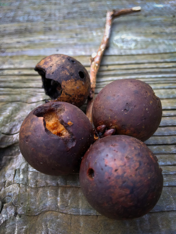 gallen,herfst,Denise Humalda