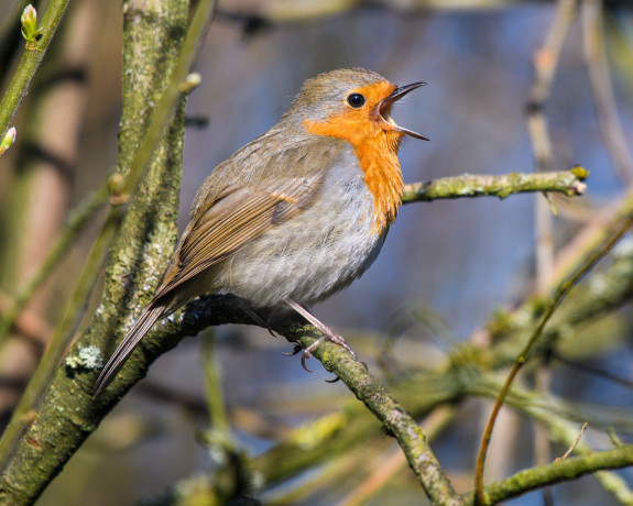 roodborst,vogelzang,tuinvogel