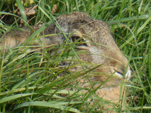 haas,rode lijst,drukken,ogen,zoogdier