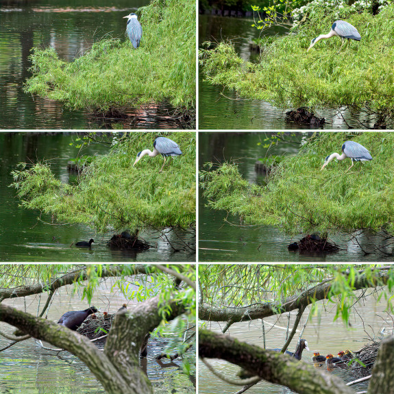 wilg,meerkoetnest,meerkoet,reiger,collage,Janny Giezen