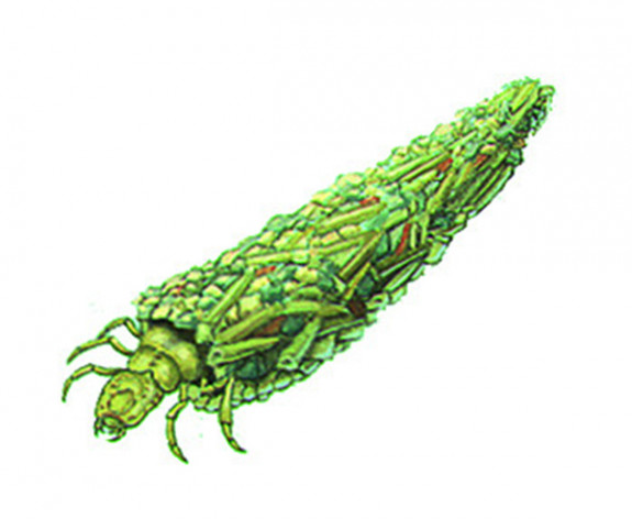 IVN,Slootjesdag,Slootjesdag 2021,kokerjuffer,sieraden