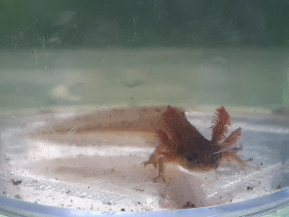 IVN,Slootjesdag,Slootjesdag 2021,watersalamander