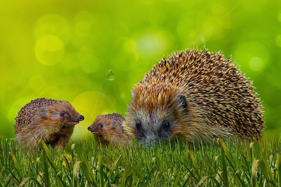 Egel met twee egeltjes in het gras (Pixabay, Gerhard G)