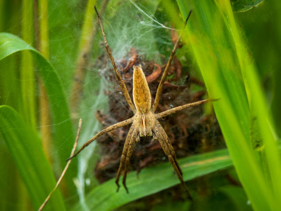 Een kraamwebspin in het gras.