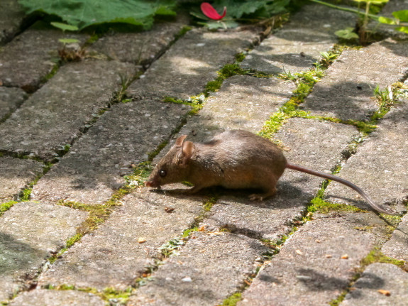 huismuis,tuin,Hiltje Kamminga