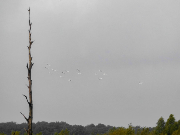 lepelaar,watervogel,vlucht,Dwingelder Veld,Denise Humalda