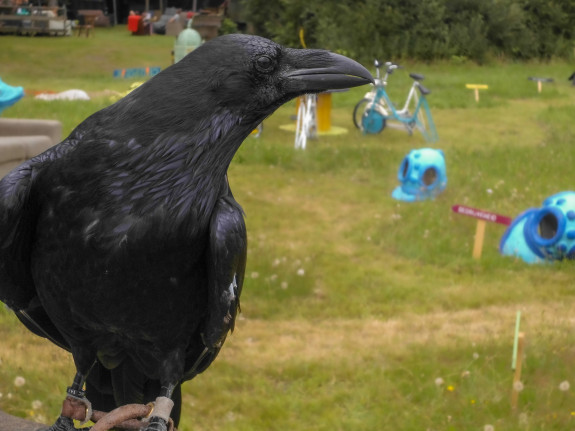 raaf,Dwingelder Veld,Taribush,Denise Humalda