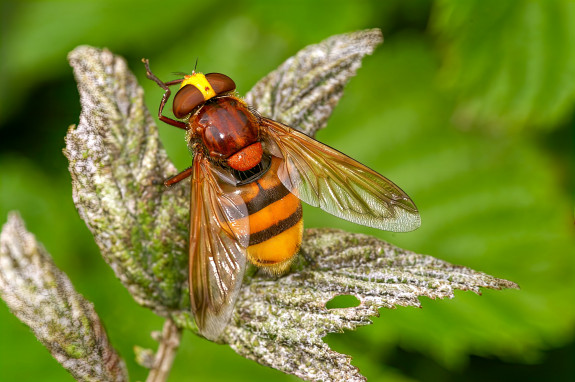 stadsreus,zweefvieg,Sytske Dijksen