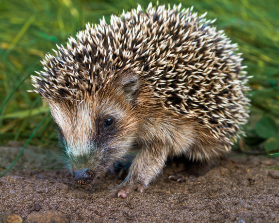 egel,scharrelen,avond,Saxifraga,Rudmer Zwerver