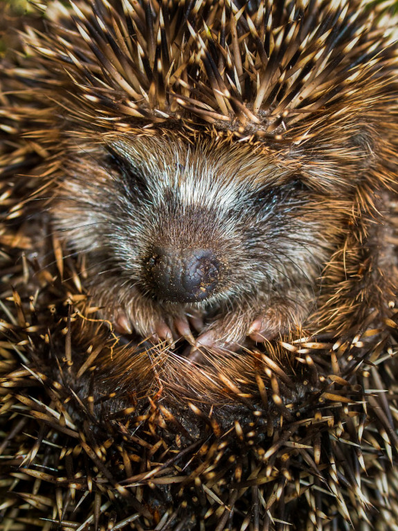 egel,scharrelen,avond,frontaal,Saxifraga,Rudmer Zwerver